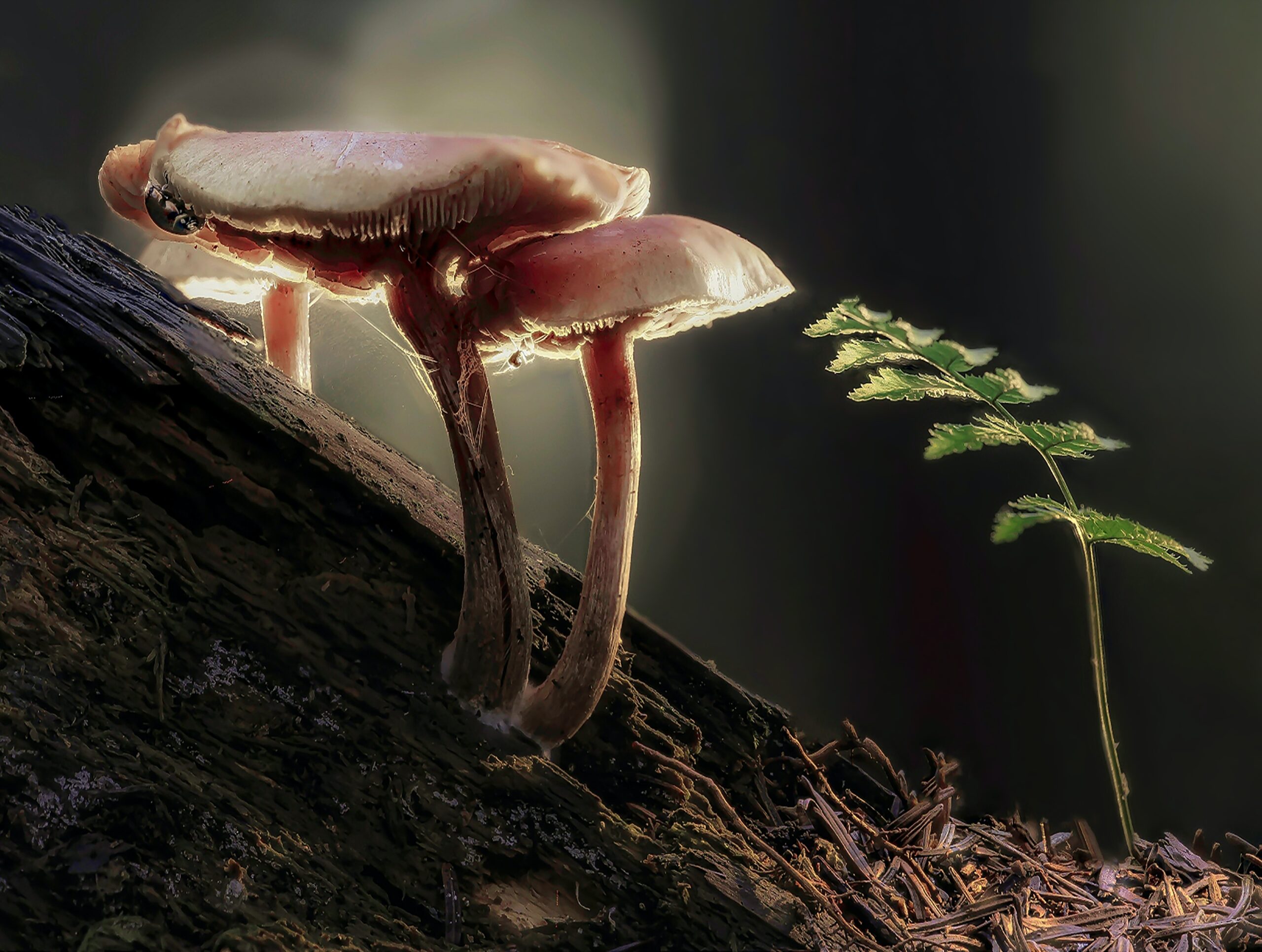 Mushroom Supplements: The Ultimate Guide To Boosting Your Health