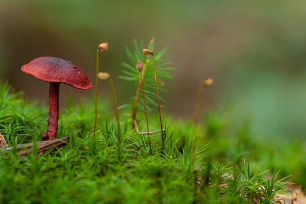 Evaluating the scientific research behind the effectiveness of mushroom supplements